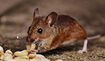 24 Hour & Emergency Exterminators in Denmark, TN